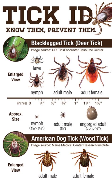 Veterinary Highlights Tick Id Card Dawg Business Its Your Dogs