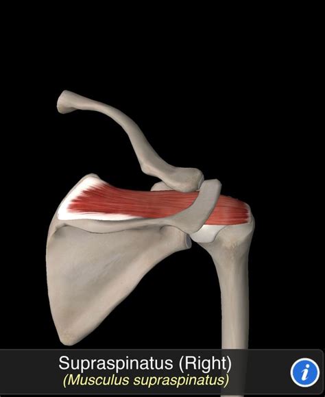 Supraspinatus Nel 2024 Anatomia Muscolare Anatomia Muscoli