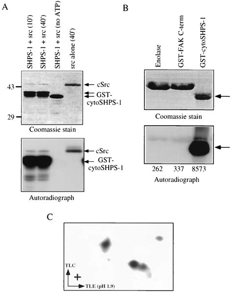 In Vitro Phosphorylation Of Shps By C Src A Src Phosphorylates