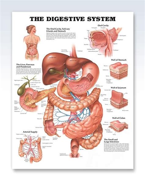 Understanding Asthma Chart 20×26 Artofit