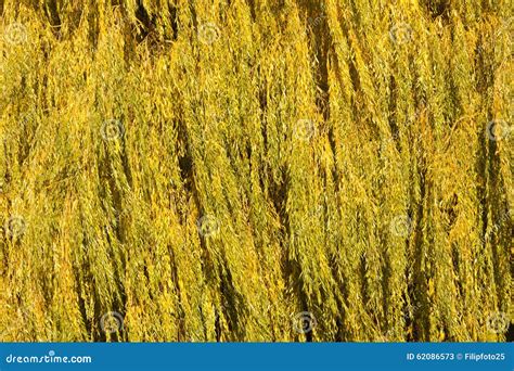 Willow leaves in fall stock image. Image of leaves, background - 62086573