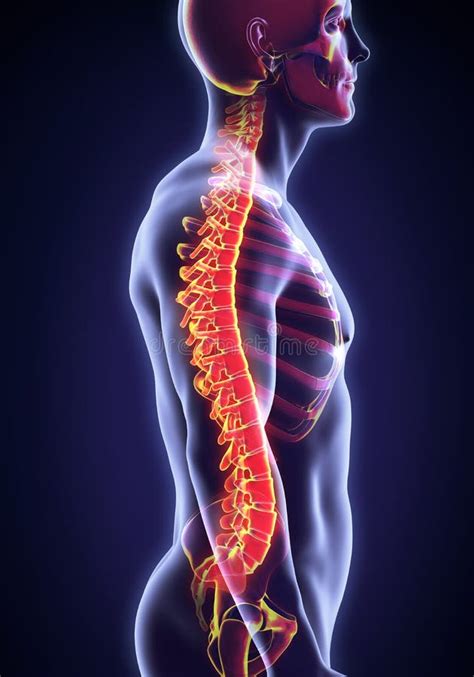 Anatomia Maschio Umana Della Spina Dorsale Illustrazione Di Stock