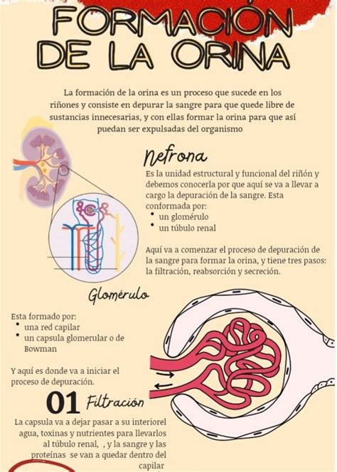 Pin en Medicina biología nutrí Material de enfermeria Cosas