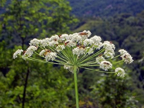 Fileapiaceae Laserpitium Latifolium 3 Wikimedia Commons