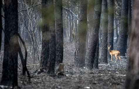 Incendies en Gironde Chevreuils lézards Que reste t il de la faune