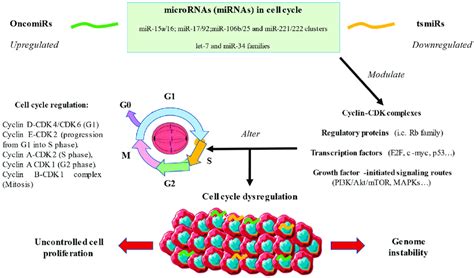 A General Overview Of The Role Of Micrornas In The Cell Cycle As