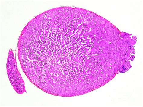 Testis Showing Spermatogenesis Photograph By Nigel Downer Science Photo Library Pixels