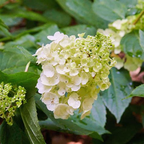 Rispenhortensie Magical Mont Blanc ® - Hydrangea paniculata Magical ...