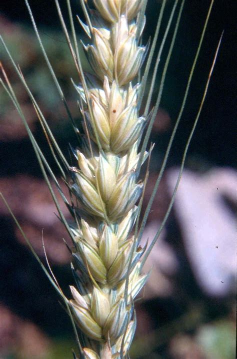 Triticum aestivum (bread wheat): Go Botany