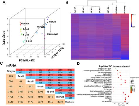 Frontiers Identification Of Lncrnas By Rna Sequencing Analysis During