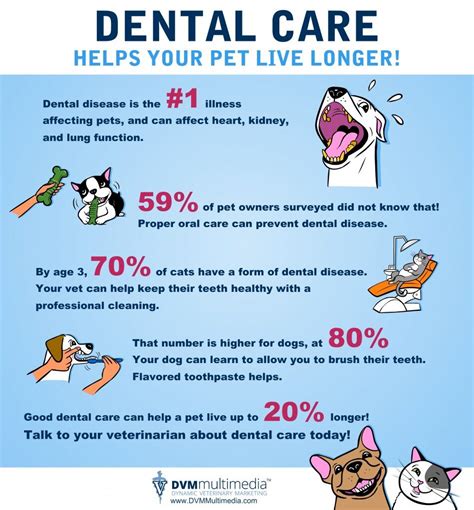 Pet Dental Care - The Vets Animal Hospital, Windsor, CO