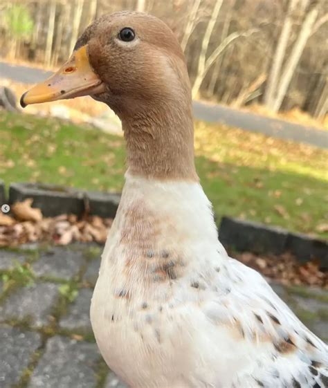 Call Ducks: A Guide on the Smallest Domestic Duck Breed - Flocks and ...