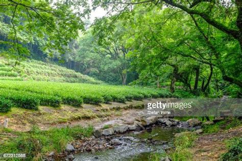 298 Longjing Tea Village Stock Photos, High-Res Pictures, and Images ...