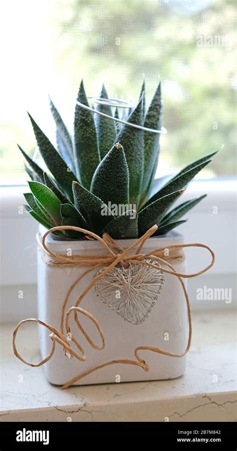 Pianta In Vaso Di Aloe Vera Immagini E Fotografie Stock Ad Alta