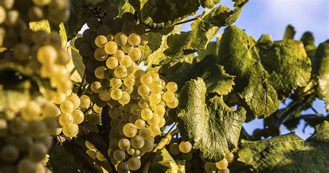 La uva Albariño toda una buena gallega Tierra Nuestra