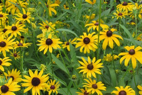 Black Eyed Susan Companion Plants Organic Gardener Pro