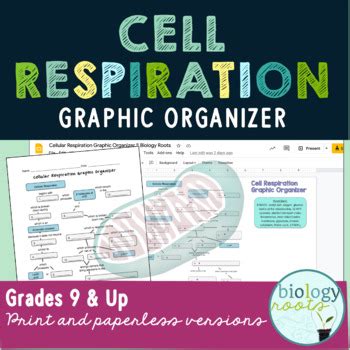 Cellular Respiration Graphic Organizer By Biology Roots TpT