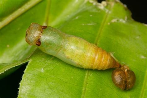 Concealed Pupa | Nature Closeups