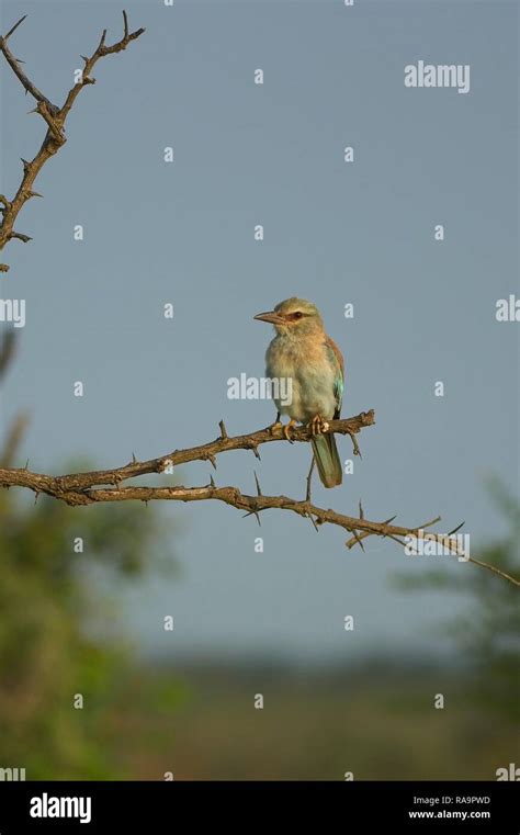 South African wildlife Stock Photo - Alamy