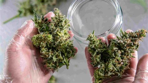 Understanding Hybrid Weed Strains: What Are They and How Are They Made?