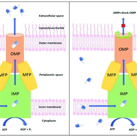 Left Schematic Representation Of An Efflux Pump In Candidatus