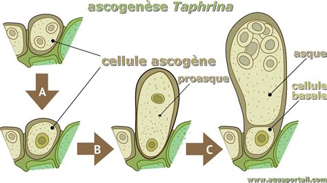 Ascog Ne Et Ascogen Se D Finition Illustr E Et Explications