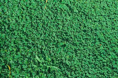 Fondo de textura de hierba verde césped de patio trasero verde para