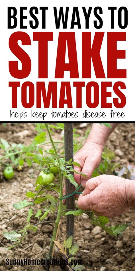 Top Of Pin Says Best Ways To Stake Tomatoes Helps Keep Tomatoes