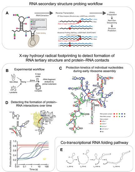 Biomolecules Free Full Text Emerging Quantitative Biochemical