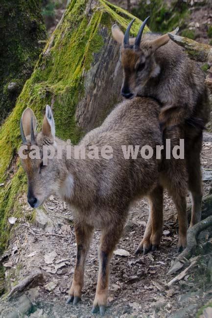 Himalayan gorals – Ralfs' Wildlife and Wild Places