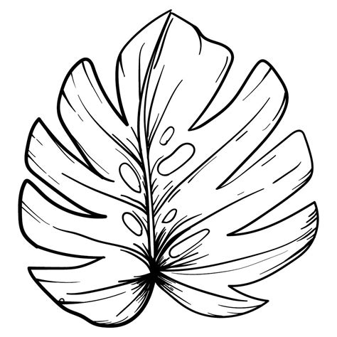 47 Awesome Images Types Of Leaves Coloring Pages Plants And Leaves Coloring Pages Printable