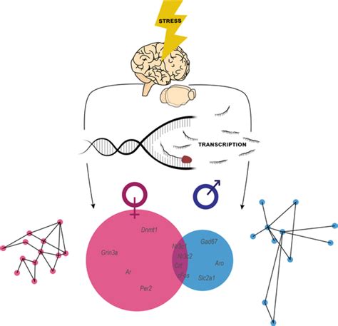 Sex Differences Transcriptional Signatures Of Stress Exposure In Male