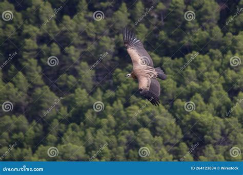 Eurasian Griffon Vulture And X28gyps Fulvusand X29 Soaring Above The