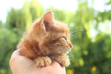 Mann Trauert Um Geliebte Katze Seine Reaktion Als Er Ein Neues