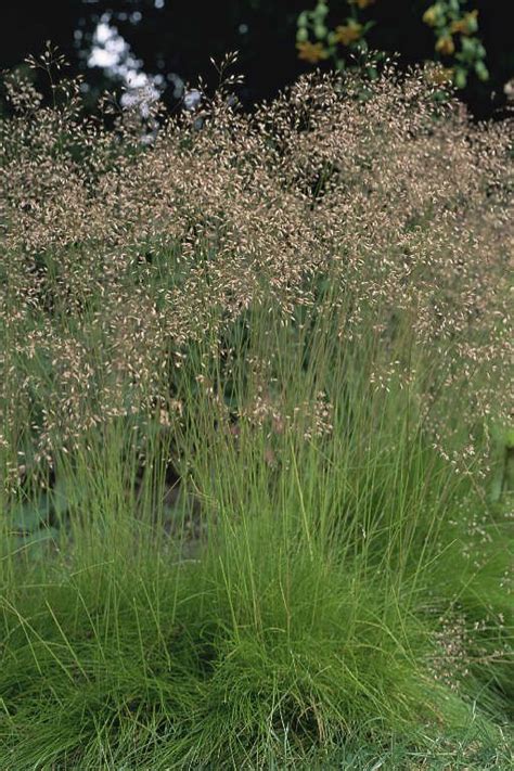 Deschampsia flexuosa Garden Shrubs, Garden Plants, Landscape Design, Garden Design, Sunken ...