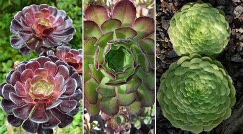 Aeonium Types Succulent Care Guide With Pictures