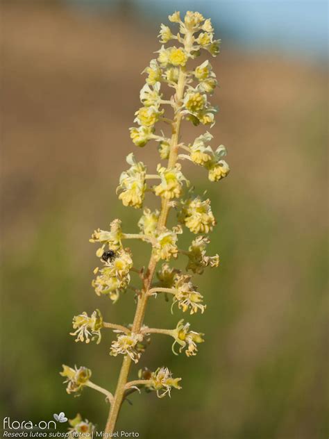 Família Resedaceae Flora On