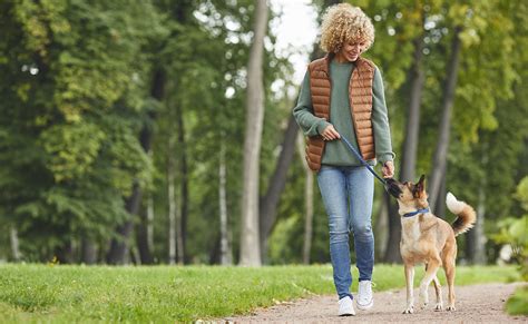 À quelle fréquence promener son chien Quel est le nombre de balades