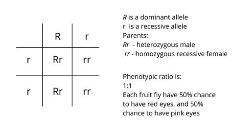 Punnett Square Using R