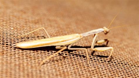 Are Brown Praying Mantis Poisonous Important Facts Pestopped