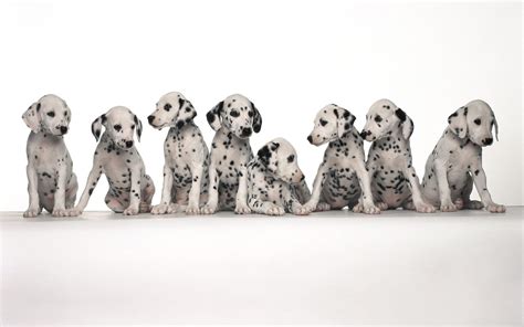 Dalmatian Spots Wallpaper - WallpaperSafari