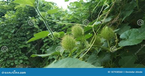 Passiflora Foetida Var. Foetida , Useful Tropical Plant Stock Photo ...