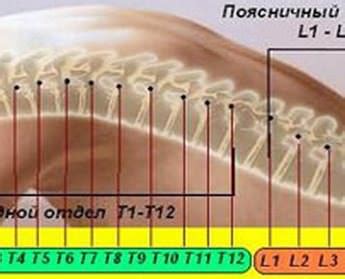 Строение позвоночника человека - функции и особенности