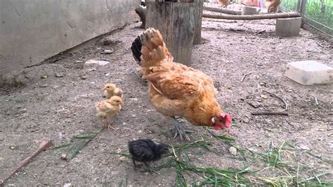 La Mama Gallina Y Sus Pollitos Madre Gallina Y Sus Polluelos Png