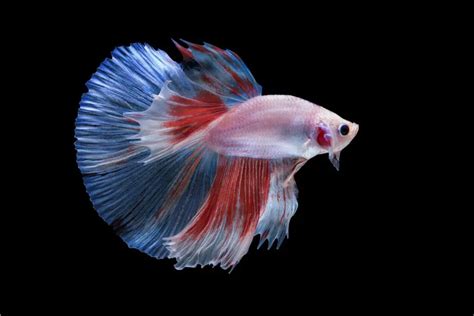 Betta Fish Symbolism The Spiritual Meaning And Dream Meaning Of