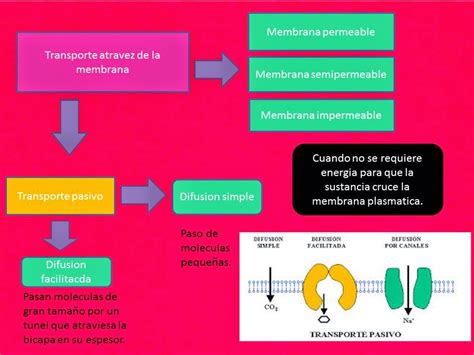 Blog De Fisiologia Susan Karely Lopez Oropeza Mapa Conceptual De 8064