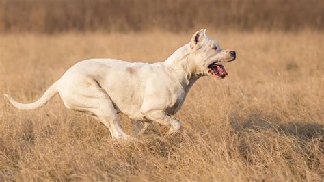 Is Dogo Argentino Capable To Kill The Wolf Deadly Giant Dogo Youtube