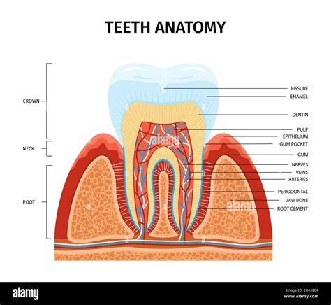 Teeth Anatomy Infographic Composition With View Of Tooth Growing From