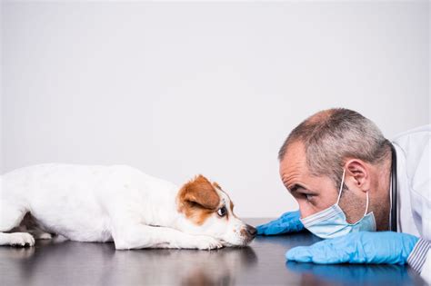 International Day of Veterinarian Medicine – Vital Pet Life