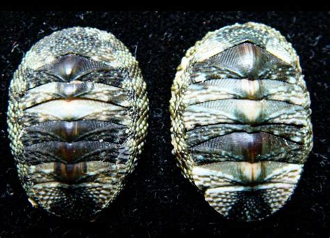 Shellauction Net Chiton Tuberculatus